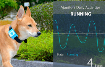 Lucky Tag: Smart Activity Tracker + Locator for Dogs