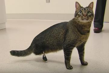 Cat Gets Rare Prosthetic Legs By ISU Vets