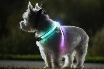 LightHound Visibility Vest for Dogs