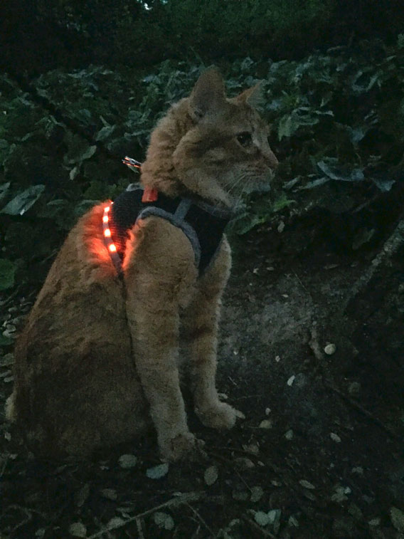 LED-Cat-Harness