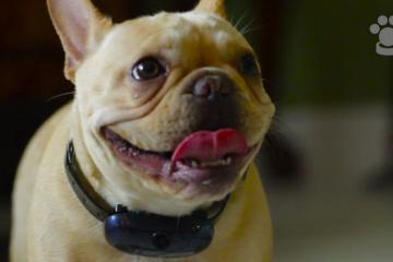Halo Collar: Smart Dog Collar