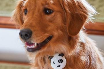 G.O.A.T Bluetooth Speaker for Dogs